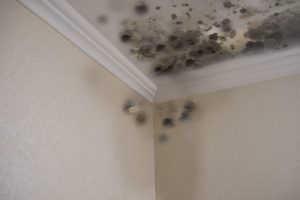 Image of mold damage in a Fort Fort Lauderdale, Wilton Manors, Oakland Park or Broward county home or business. Mold Damage Cleanup and Remediation is needed.